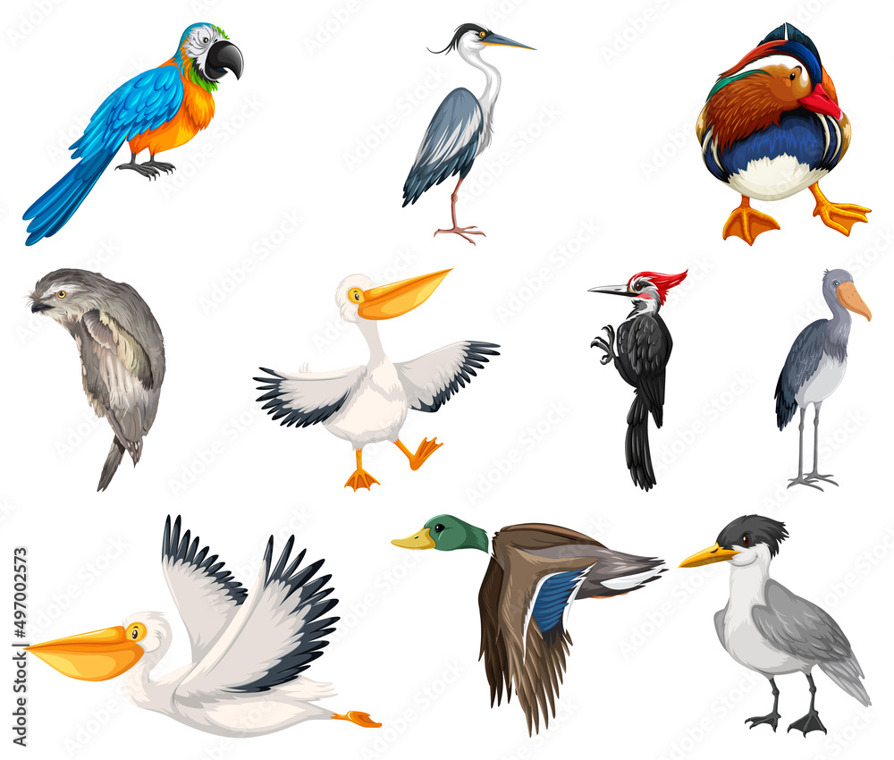 Different kinds of birds collection Different kinds of birds collection