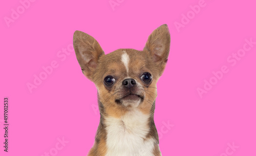 Portrait of a funny chihuahua dog with big ears