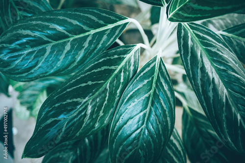 Creative tropical green leaves banana,palm, monstera and fean layout. Nature spring concept. Flat lay. background and dark tone	 photo