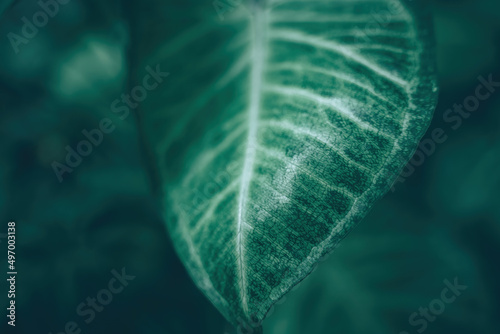 Creative tropical green leaves banana,palm, monstera and fean layout. Nature spring concept. Flat lay. background and dark tone	 photo