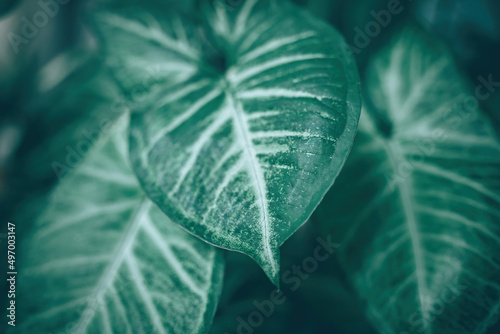 Creative tropical green leaves banana,palm, monstera and fean layout. Nature spring concept. Flat lay. background and dark tone	 photo