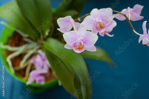 Orchid flower on a blue background close-up