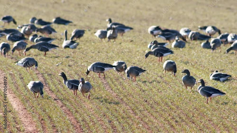 A large flock of white-fronted geese albifrons on winter wheat field during spring migration A large flock of white-fronted geese albifrons on winter wheat field during spring migration
