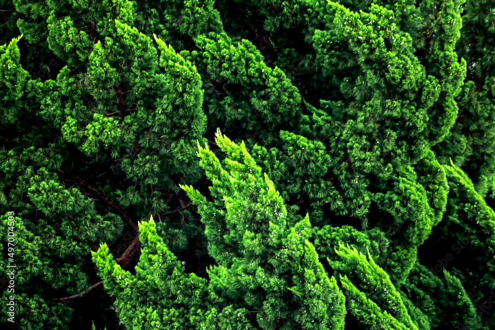 Detail of the green pine leaf Detail of the green pine leaf