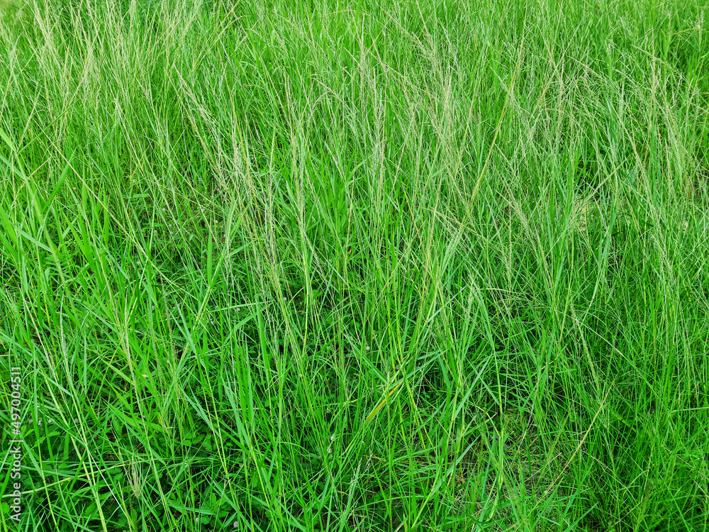 Obraz premium landscape texture of overgrown green grass