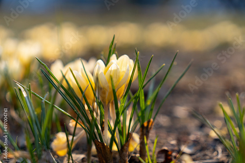 Crocuses blooming in a park. Yellow flowers in a bunch. First spring flowers. 