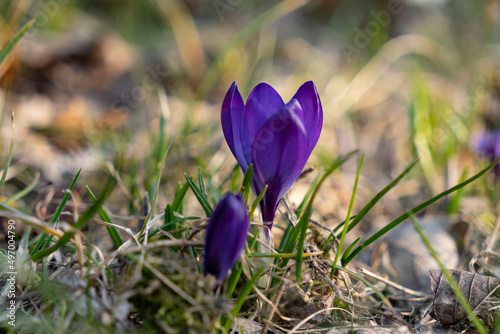 Close up on a bunch of purple crocus flowers during sunny spring day. Blurry background, selective focus.