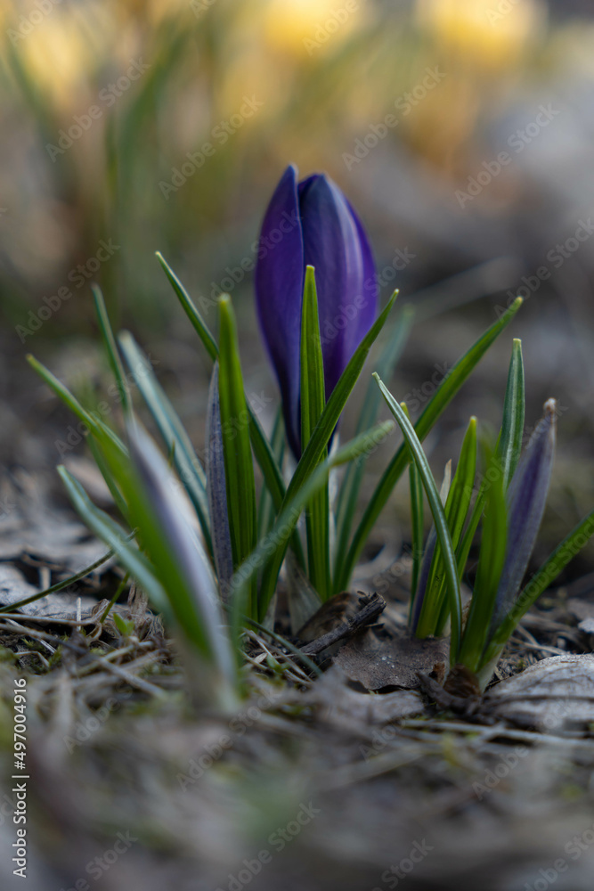 Fresh spring crocus blooming in the Park. Purple flower bud. Blurry yellow crocuses in the background. Fresh spring crocus blooming in the Park. Purple flower bud. Blurry yellow crocuses in the background.