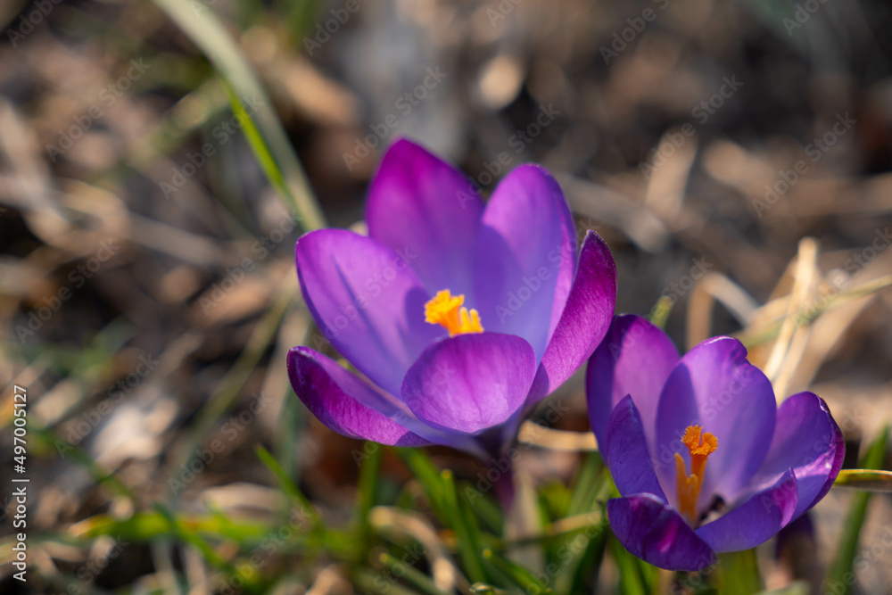 Purple crocuses, selective focus. Fresh spring crocuses bloom in the Park during sunny spring day. Purple crocuses, selective focus. Fresh spring crocuses bloom in the Park during sunny spring day.