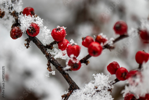 red round berries on the snowed bush