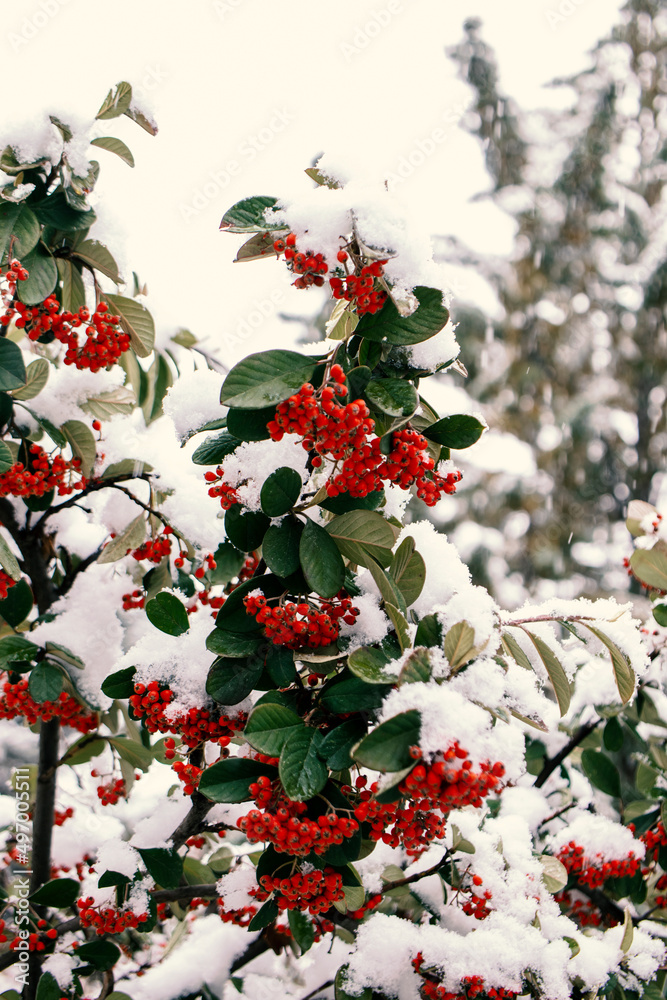 red round berries on the snowed bush red round berries on the snowed bush