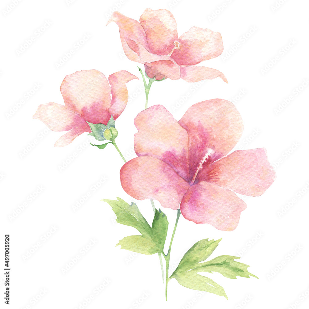 Watercolor pink hibiscus flower