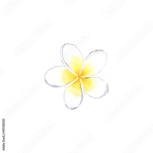 Watercolor white tiare flower of tahiti photo