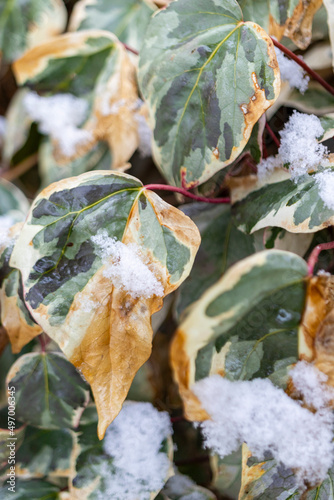 leaves of trees or shrubs with snow on them, close up © Hatice