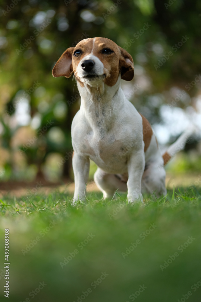 Jack Russel 