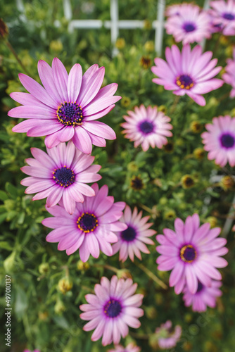 Close-up view of violet daisies  New York Asters  Aster novi-belgii  flowers in Spring