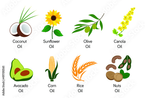 coconut oil, sunflower oil, olive oil, canola oil, avocado oil, corn oil, rice oil, nut oils isolated vector illustration 