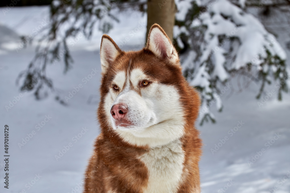 Portrait cute Siberian Husky dog on the background of the winter snowy coniferous forest. Portrait cute Siberian Husky dog on the background of the winter snowy coniferous forest.