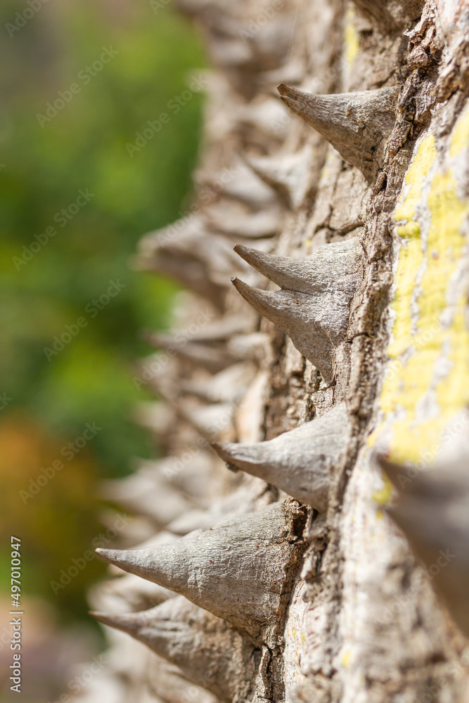 Ceiba insignis, macro detail of spines of spiny rainforest tree in northern Peru, selective focus on the spine. Ceiba insignis, macro detail of spines of spiny rainforest tree in northern Peru, selective focus on the spine.
