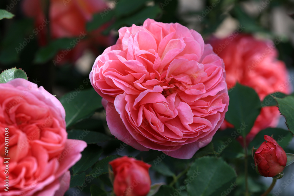 Beautiful english roses are growing in a cottage garden with lots of sunshine and green foliage in the background