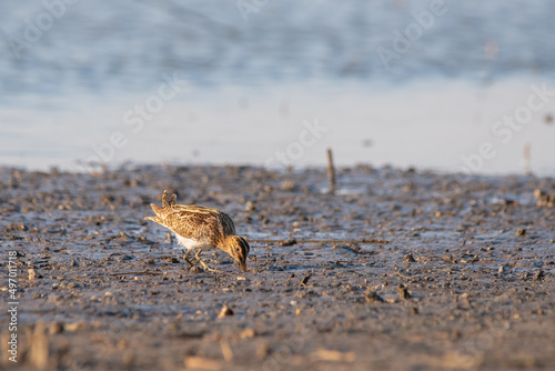 Common Snipe - Gallinago gallinago bird on the shore