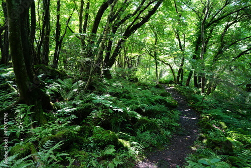 primeval summer forest with fern and old trees