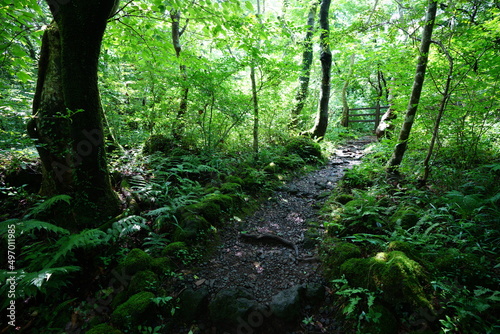 pathway to thick wild forest