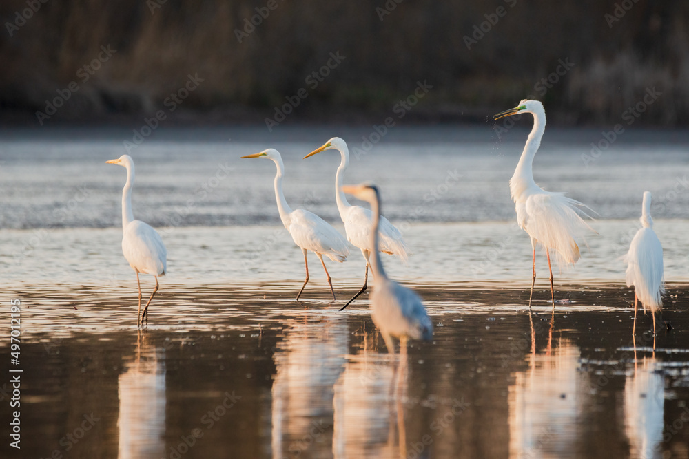 Obraz premium Group of Great Egrets on the lake