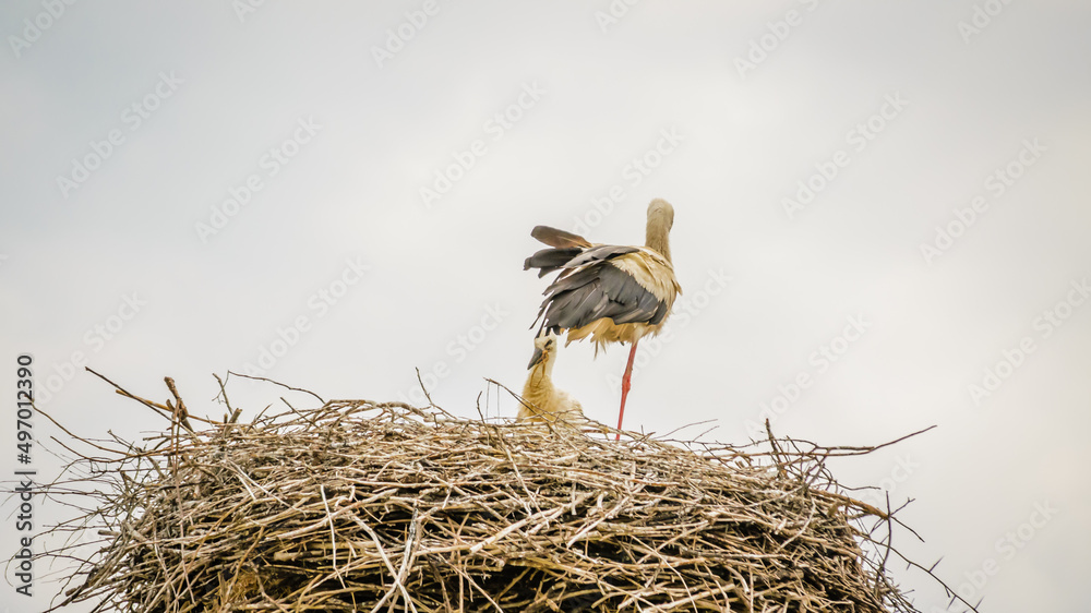 Fototapeta premium White storks sit in a built nest.