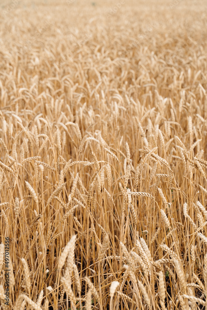 Wheat field and blue sky with clouds. Wheat field and blue sky with clouds.