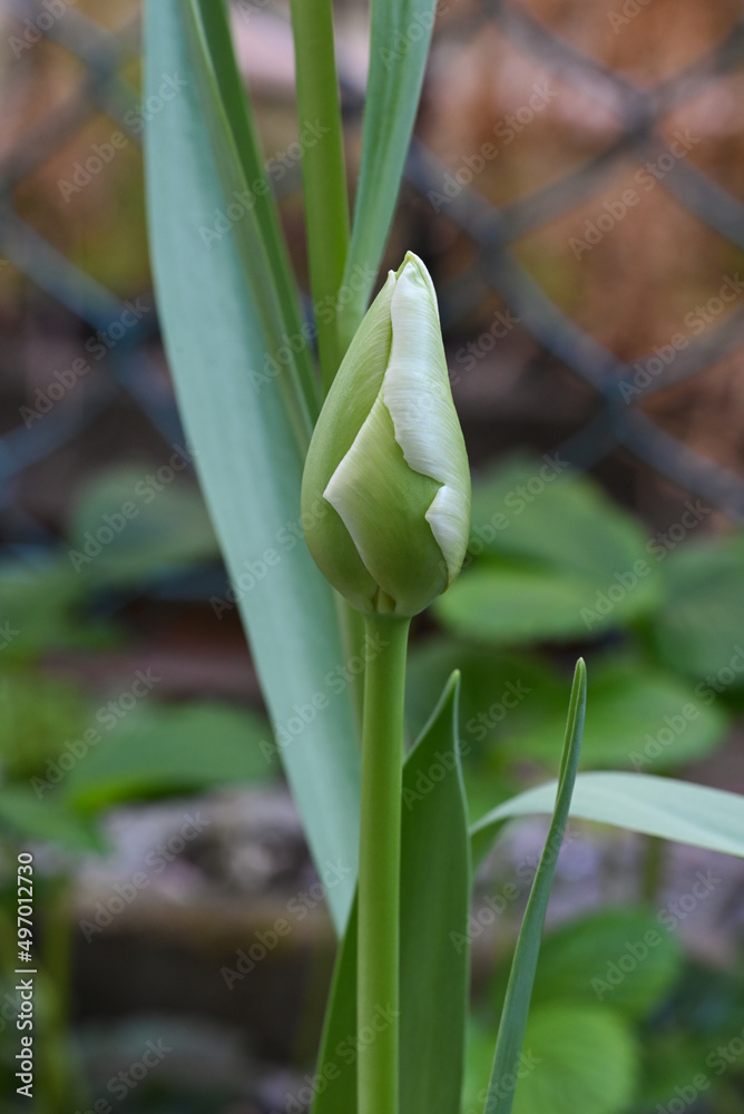 Obraz premium チューリップ