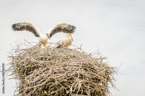 White storks sit in a built nest. photo