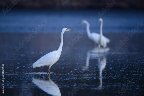 Great egret - Ardea alba in the water at morning lights