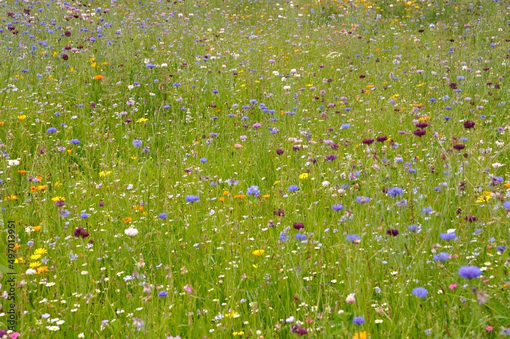 Fototapeta premium Field of flowers in France