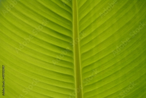 leaf texture closeup wallpaper texture background