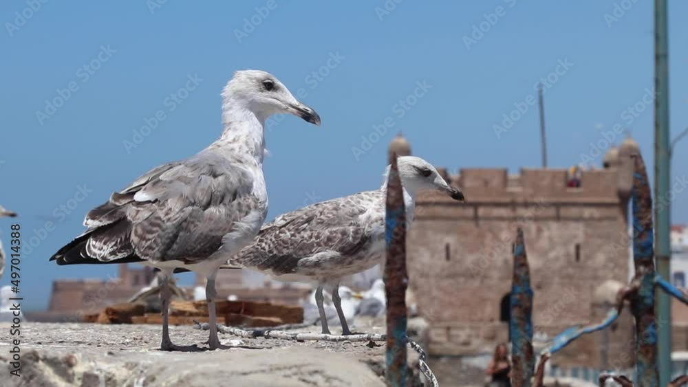 seagulls of Essaouira, Morocco and behind them the Kasbah of Essaouira Marina where the show Game of thrones and the film Othello were filmed. seagulls of Essaouira, Morocco and behind them the Kasbah of Essaouira Marina where the show Game of thrones and the film Othello were filmed.