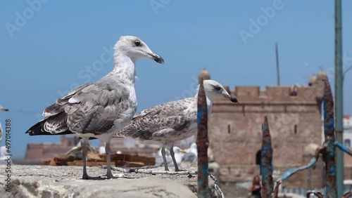 seagulls of Essaouira, Morocco and behind them the Kasbah of Essaouira Marina where the show Game of thrones and the film Othello were filmed.