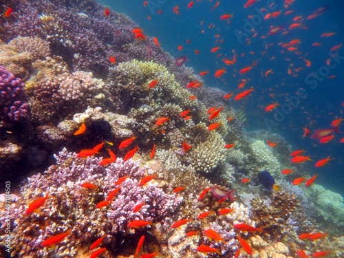 red sea fish and coral reef