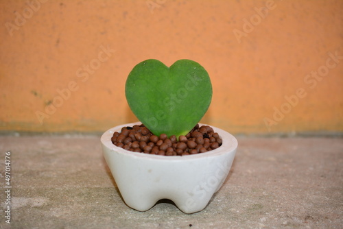 cactus flower pot