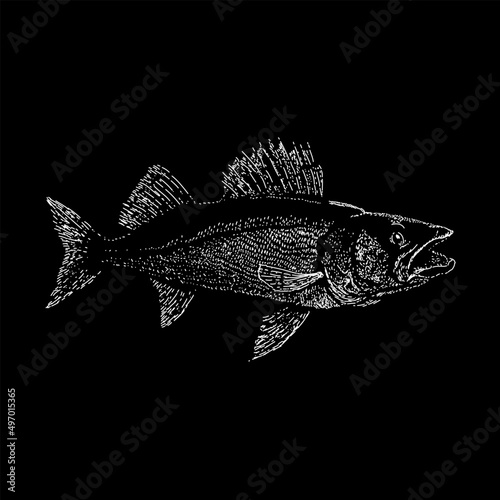 walleye fish illustration isolated on black background