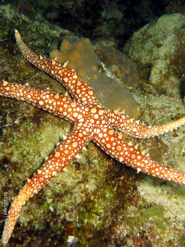 colorful sea starfish of red sea © Ayman