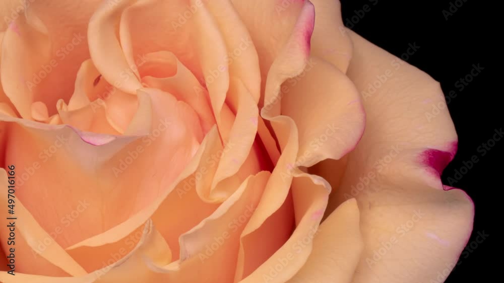 Beautiful fresh pink rose opening, close up. Spa concept. Wedding, Birthday, Valentines day, Mothers day concept.