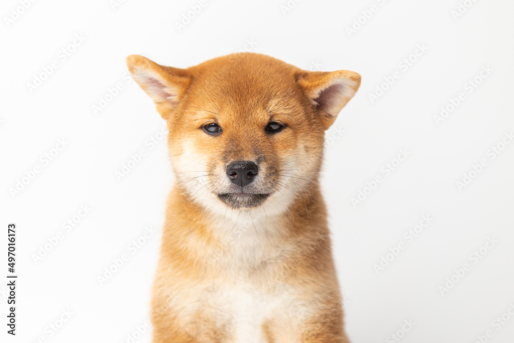 portrait Japanese dog Siba inu. Red Dog head On a white background with copy space
