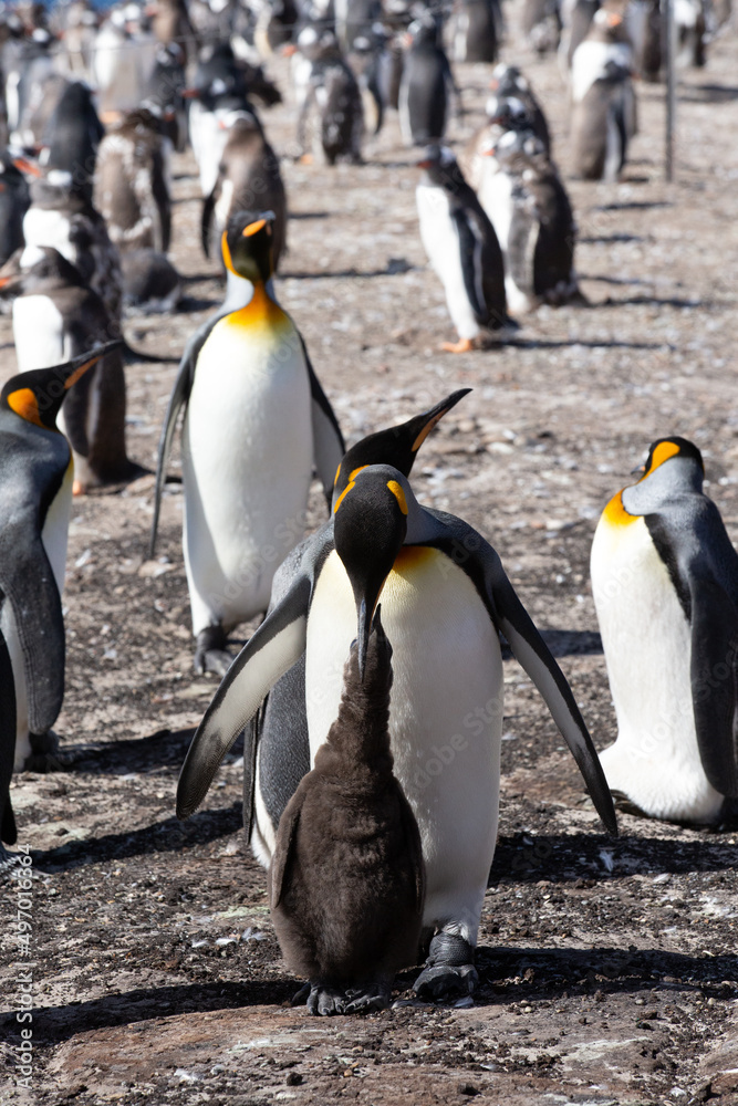 Fototapeta premium A King Penguin (Aptenodytes patagonicus) with a hungry chick, Saunders Island, Falkland Islands. 