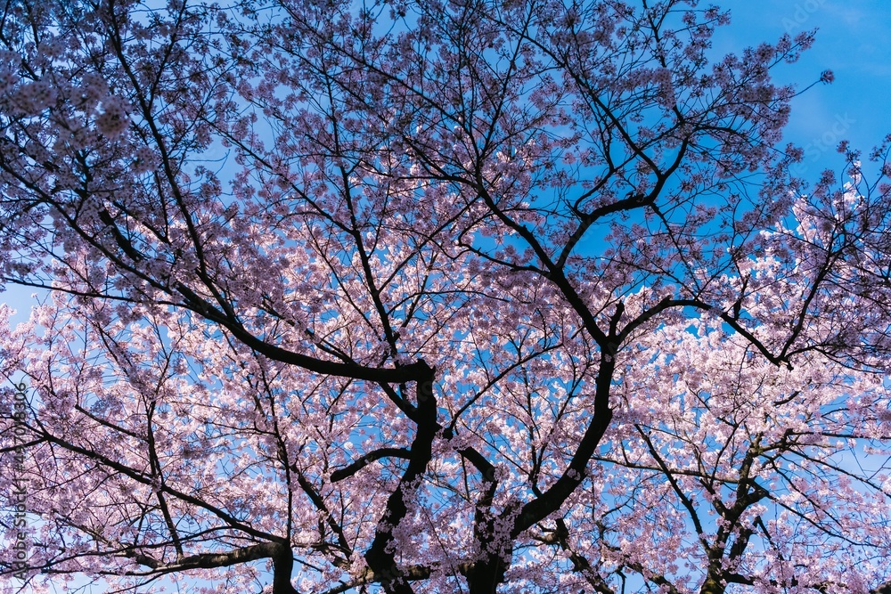 tree branches against blue sky tree branches against blue sky