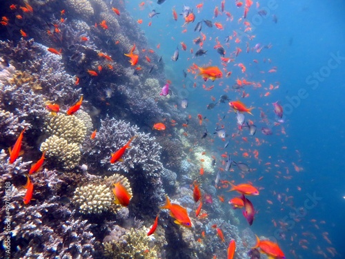 Fototapeta Naklejka Na Ścianę i Meble -  Blue Hole fish and coral reef of red sea