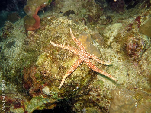 colorful sea starfish of red sea