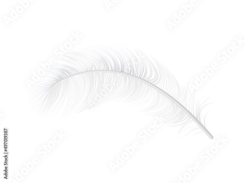 Realistic Feather Illustration