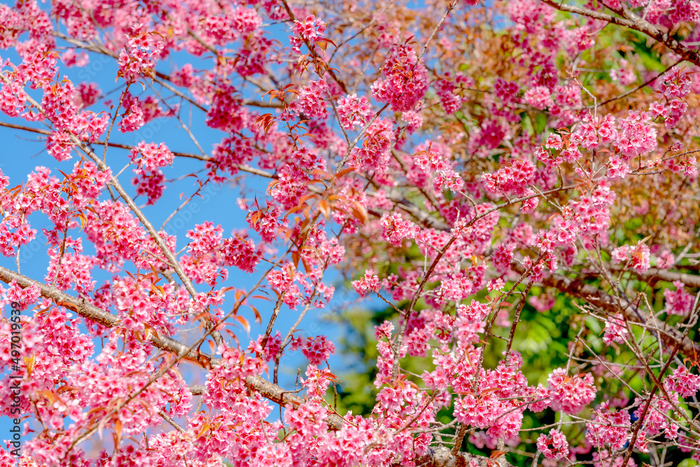 Beauty Pink flower Tree. Low Angle View Of Wild Himalayan Cherry blooming Against Blue Sky. Beauty Pink flower Tree. Low Angle View Of Wild Himalayan Cherry blooming Against Blue Sky.