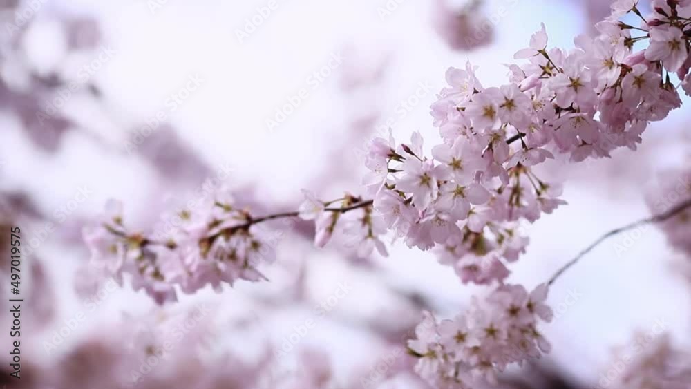 Beautiful almond tree flowers sway in the wind. Delicate white and pink flower bouquets from a blossoming tree. Selective focus of branches and blue sky, background blur. Beautiful almond tree flowers sway in the wind. Delicate white and pink flower bouquets from a blossoming tree. Selective focus of branches and blue sky, background blur.